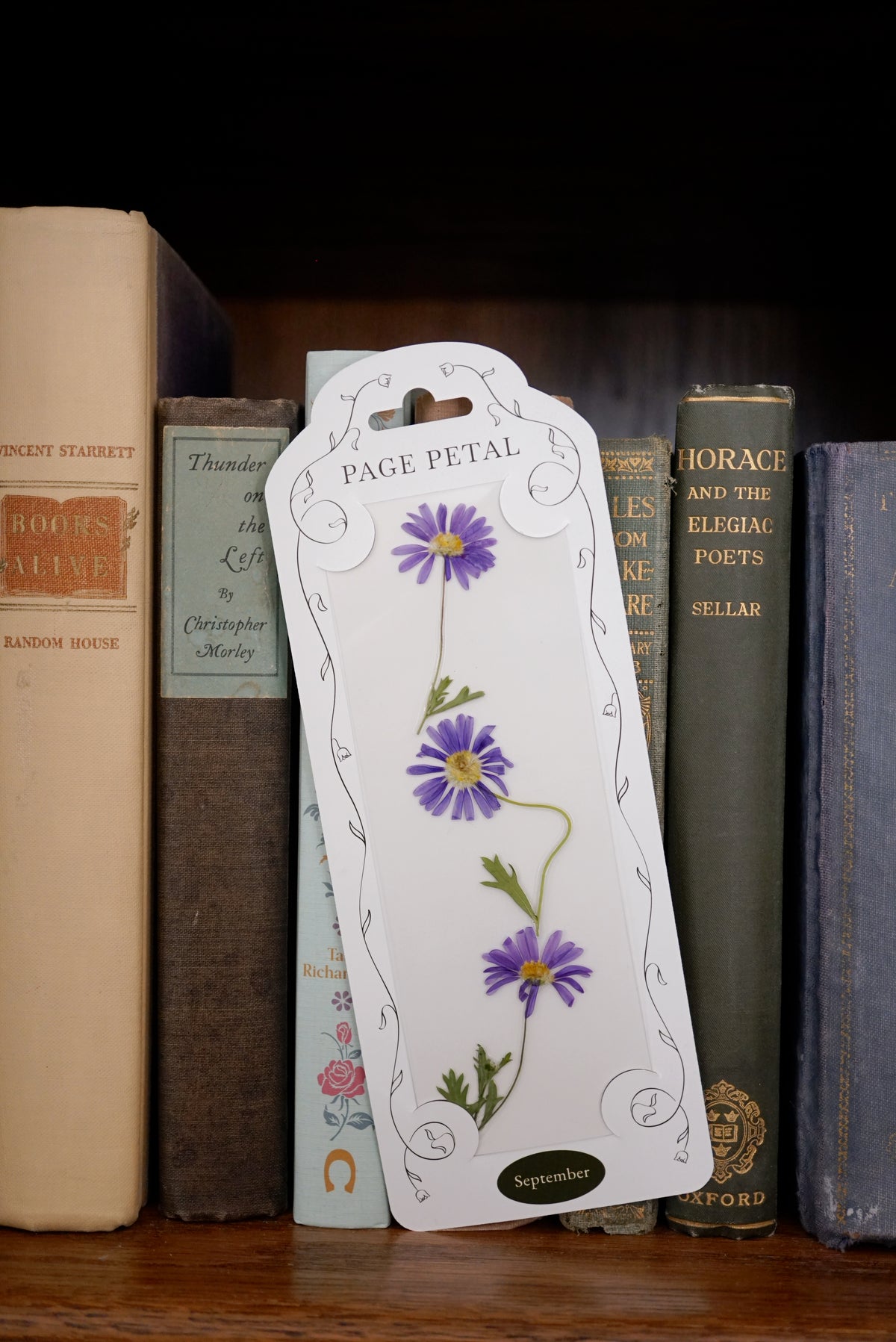 September Aster Bookmark | Birth Month Flower Gift