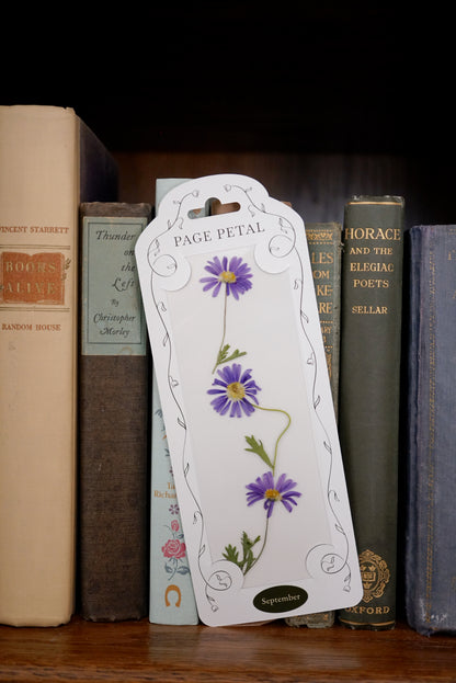 September Aster Bookmark | Birth Month Flower Gift